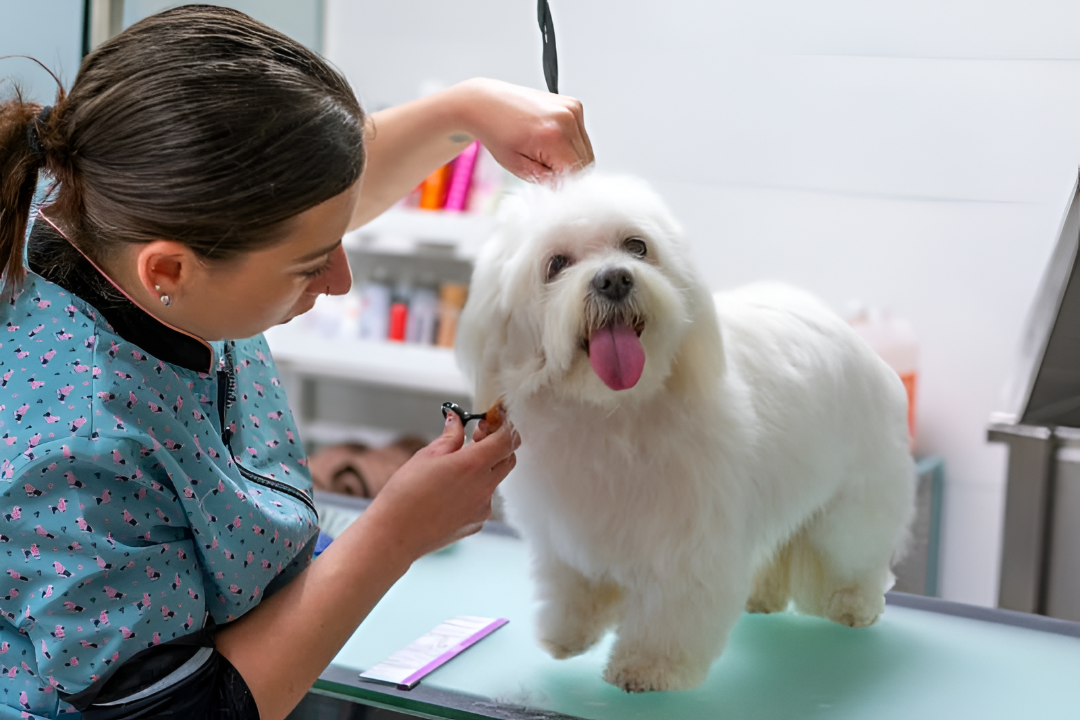 Simple Grooming Habits For Healthy Pets